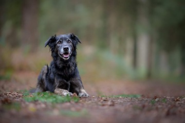 What 'jobs' can a collie do, without being a sheepdog?