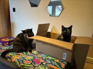 Anyone got a tortie?