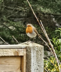 Ring Out, Wild Bells! As 2025 approaches, the Excellent Cats raise their game with a discussion on Tennyson's poetry