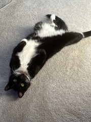 Black and white cats. (pics please!)