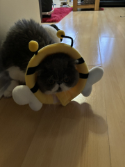 Alternative to buster collar