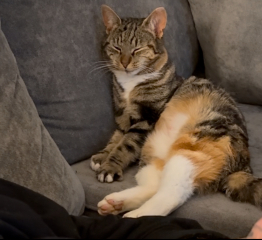 To ask me to show me your cat