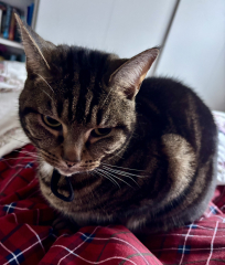 Ring Out, Wild Bells! As 2025 approaches, the Excellent Cats raise their game with a discussion on Tennyson's poetry