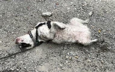 What do dogs think walks are for?
