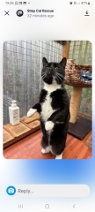 Rescue cats, show me yours!