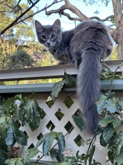 Lap dances, strippers and punch-ups - the Excellent Cats arrange a stag party