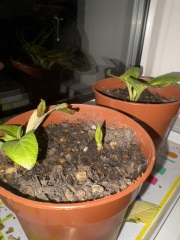 Can you tell me what is wrong with my hydrangea cuttings? Pics!