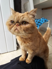 Rescue cats, show me yours!
