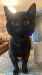 Anyone got a tortie?