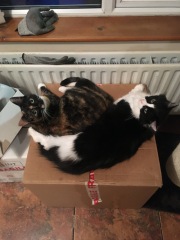 To ask me to show me your cat