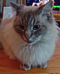 Ring Out, Wild Bells! As 2025 approaches, the Excellent Cats raise their game with a discussion on Tennyson's poetry