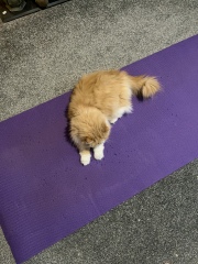 Thread 14 Starmer - The Starmeristas Strike Back