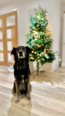 What 'jobs' can a collie do, without being a sheepdog?