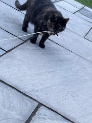 Anyone got a tortie?