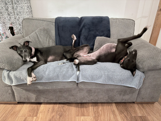 Nightmares about new dog