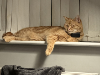 Ring Out, Wild Bells! As 2025 approaches, the Excellent Cats raise their game with a discussion on Tennyson's poetry