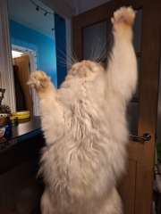 The Nigel Slater Christmas Chronicles Readalong 2024 Part 3