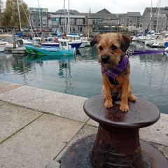 Border terriers