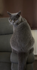 Which breed indoor cat please?