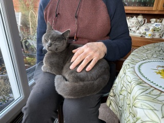 Which breed indoor cat please?