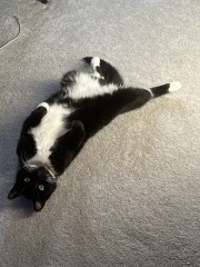 Rescue cats, show me yours!