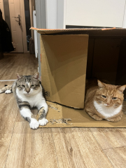 Rescue cats, show me yours!