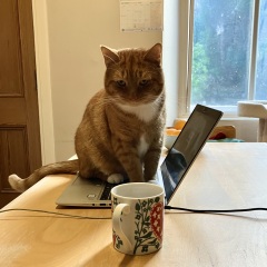 Anyone rehomed from Cats Protection?
