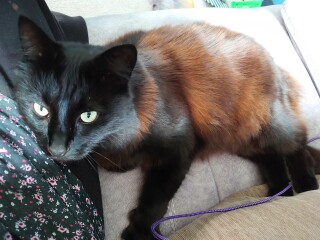 Rescue cats, show me yours!