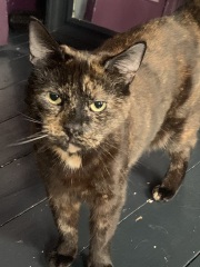 Anyone got a tortie?