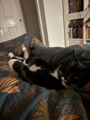 Black and white cats. (pics please!)