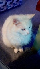 Ring Out, Wild Bells! As 2025 approaches, the Excellent Cats raise their game with a discussion on Tennyson's poetry