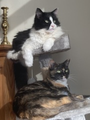 To ask me to show me your cat