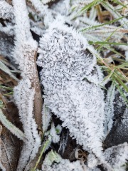 The Nigel Slater Christmas Chronicles Readalong 2024 Part 3