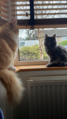 To ask me to show me your cat
