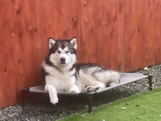 Malamute Training Tips