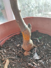 What's going on with my lemon tree??