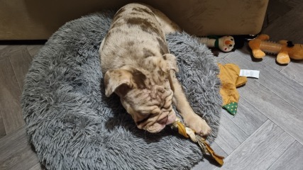 How much do you pay a house/dog sitter?