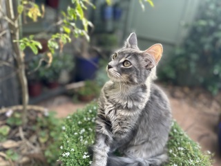 Lap dances, strippers and punch-ups - the Excellent Cats arrange a stag party