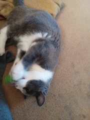 Show me your best kitten toys please!