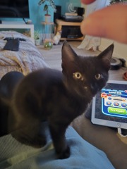 Show me your best kitten toys please!