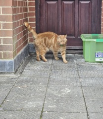 Ring Out, Wild Bells! As 2025 approaches, the Excellent Cats raise their game with a discussion on Tennyson's poetry
