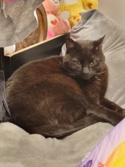 To ask me to show me your cat