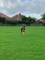 To walk my dog this way?
