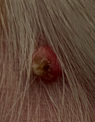 PICS ATTACHED: Just found this on my dog’s stomach