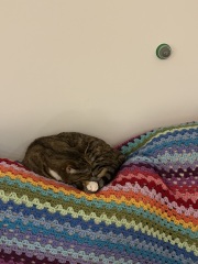 Ring Out, Wild Bells! As 2025 approaches, the Excellent Cats raise their game with a discussion on Tennyson's poetry