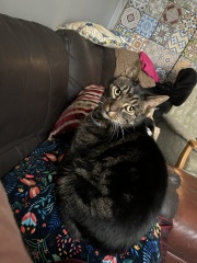 Rescue cats, show me yours!