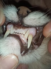 Cat teeth problem