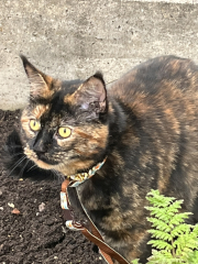 Anyone got a tortie?