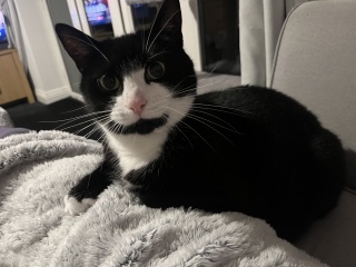 Black and white cats. (pics please!)