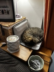 To ask me to show me your cat